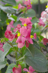 Beautiful red Begonia (Begonia Semperflorens) flowers in the park, Closeup view of angel wing cane begonia inflorescence with fresh red flowers closeup in nature, the close up view of red wax begonias