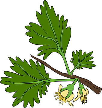 green leaves and yellow flowers on branch clip art preview