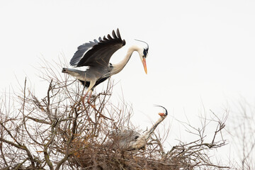 Parade amoureuse de hérons gris (Ardea cinerea) dans les marais