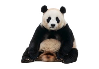 Adorable Panda Bear Image transparent background
