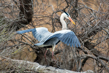 Parade amoureuse de hérons gris (Ardea cinerea) dans les marais