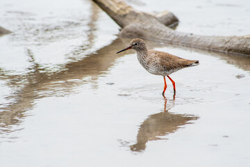 Chevalier gambette (Tringa totanus) marchant dans l’eau