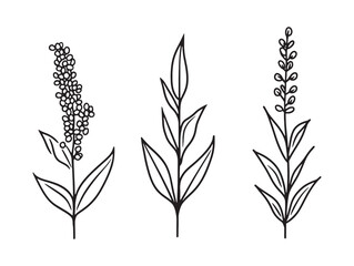 minimalist quinoa plant vector line drawing