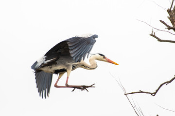 Parade amoureuse de hérons gris (Ardea cinerea) dans les marais
