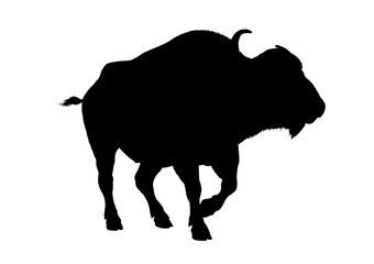 african buffalo silhouette – vector illustration