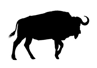 african buffalo silhouette – vector illustration