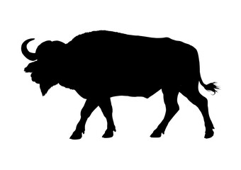 african buffalo silhouette – vector illustration