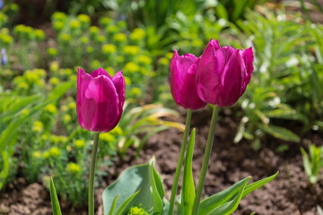 Three blooming purple tulips of the "Purple Prince" variety on slender green stems rise above the dark soil in a sunny flowerbed in Ukraine.