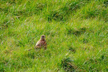 Dieser wunderschöne Turmfalke hat sich direkt bei uns zu Hause im Garten niedergelassen. Zwischen den Grashalmen gut getarnt, wirkte er vollkommen ruhig – als würde er sich eine kleine Pause gönnen.