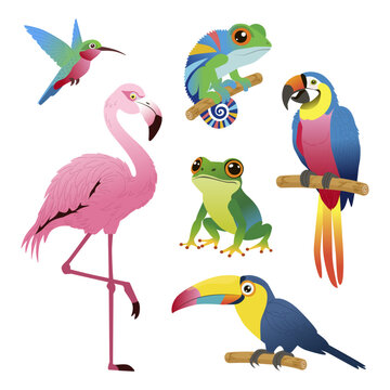 Set of tropical birds. Exotic beauty bird of tropical paradise jungle brazil or colombia, parrot, toucan, hummingbird, flamingo. Vector illustration hand drawn