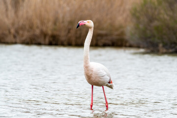Flamant rose (Phoenicopterus roseus) en pleine nature