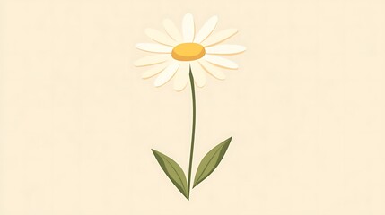 Daisy flower with cream background.