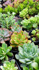 Lush variety of succulent plants in vibrant green shades, thriving in garden pots