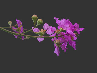 Bunch of pink queen crepe myrtle flower isolated on black background, clipping paths.
