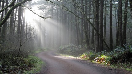 Obraz premium Sunbeams illuminating a misty forest road