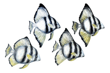 Tropical fish with black stripes and yellow fins. Watercolor realistic platax fish template with detailed textures for sea designs, children's books, educational, textiles, snorkeling, diving.