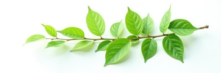 Fototapeta premium A solitary branch with lush green leaves spread out on the white background, green, leafy, simple