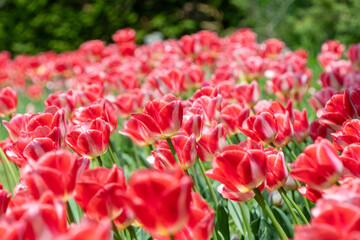 赤と白のチューリップが咲き誇る春の風景