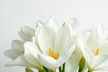 Fototapeta premium Close-up of pristine white flowers on stark white backdrop, simple, image