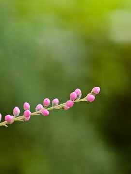 Tamarix smyrnensis Bunge or pink pine flower.