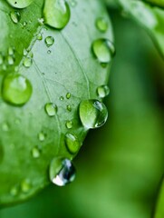 Many droplets on green leaf 