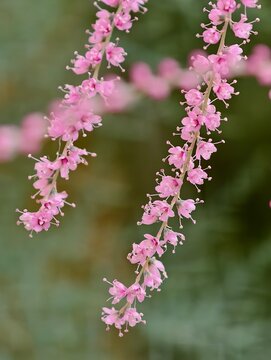 Tamarix smyrnensis Bunge or pink pine flower.