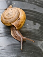 Little snail crawling on black plastic pot.