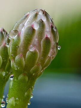 Macro close up picture of flower bud of gymno cactus with droplets. 