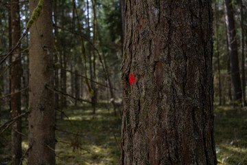 Marked Tree Trunk in Dense Forest. Close-up of a tree trunk with a red paint mark in a dense...