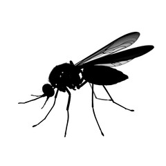 Mosquito Silhouette Vector - Malaria Awareness