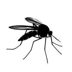 Anopheles Mosquito Silhouette on White Background