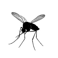Detailed Mosquito Silhouette Vector for Malaria Awareness