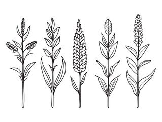 Abstract sorghum plant sketch vector drawing on white