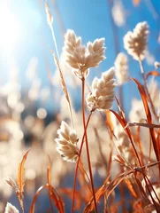 Crédence de cuisine  Close up view of fluffy white flowers and orange leaves against a bright blue sky background  © MuhammadAamir