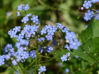 Schöne blaue Vergissmeinnicht, Staude, Frühblüher, Deutschland