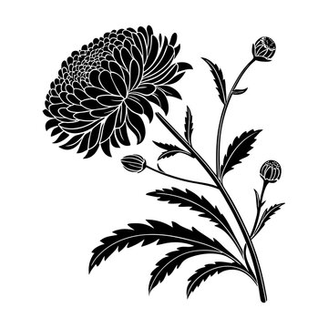 black chrysanthemum flower silhouette on white clip art preview