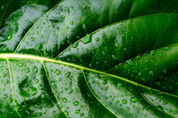 Water drops splashing on green leaf, purity nature background