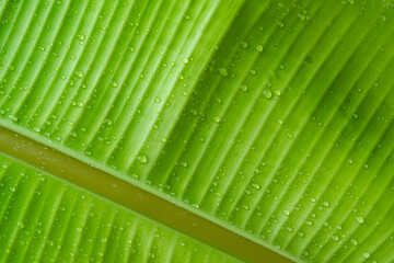 Water drops on green banana leaf texture, purity nature background