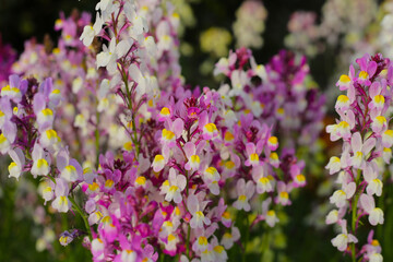 Antirrhinum or snapdragon in garden