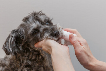 犬の歯磨きをする女性の手元