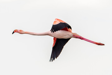 Fototapeta premium Flamant rose (Phoenicopterus roseus) en vol