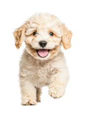 Obraz premium Adorable young cream-colored puppy joyfully running forward, cut out - stock png.