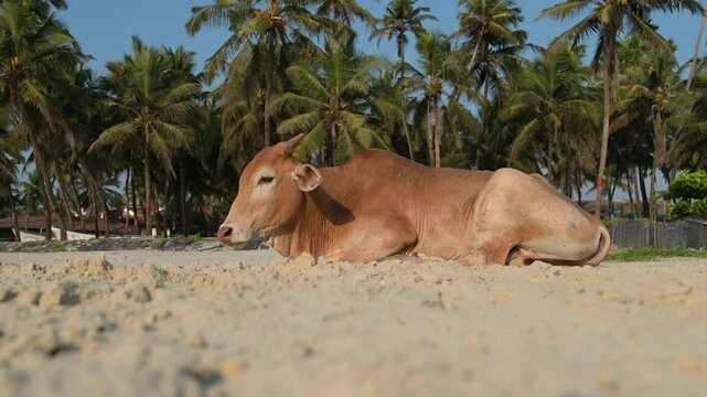 Sacred cow lying on the Colva beach in Goa, South India, palm trees on tropical west coast, relaxing animal, Arabian Sea in Asia