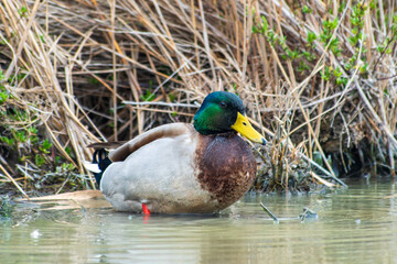 Canard colvert mâle (Anas platyrhynchos) au bord de l’eau