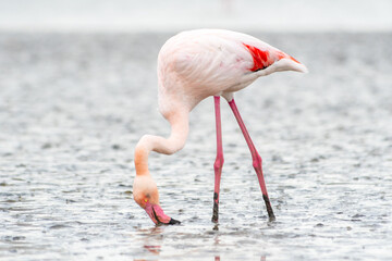 Flamant rose (Phoenicopterus roseus) en pleine nature