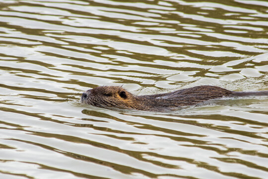 Ragondin (Myocastor coypus) en train de nager dans l&rsquo;eau