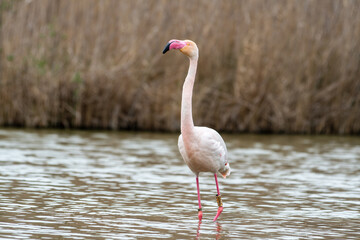 Naklejka premium Flamant rose (Phoenicopterus roseus) en pleine nature