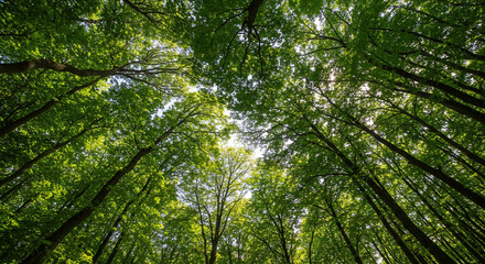 Obraz premium Looking Up at Tall Green Trees in Forest Canopy