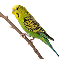 Fototapeta premium Budgerigar Bird on Transparent background