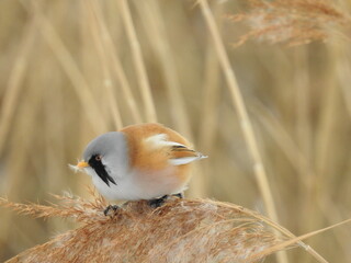 Bearded reedlings (Panurus biarmicus) male and female perched in reeds*